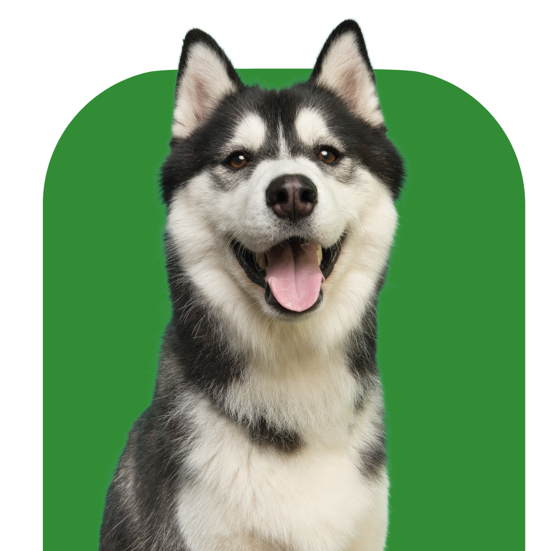 Dogs